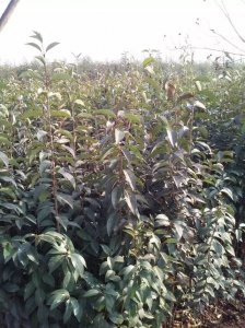 大葉女貞什么時候栽植比較好？