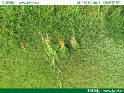 云南適合種植結縷草嗎？