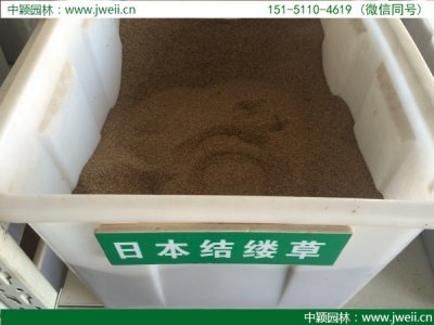 重慶哪里有賣結縷草種子的？