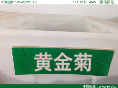 黃金菊種子價格哪家最低？