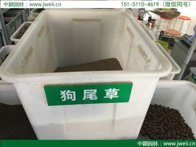 狗尾草種子批發價格？