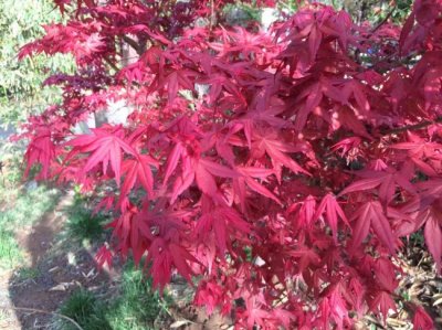 紅楓什么時候栽植比較好？