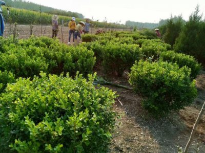 小葉黃楊什么時候栽植比較好？