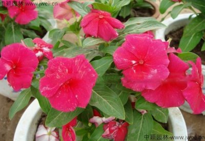長春花和非洲鳳仙花有什么區別？