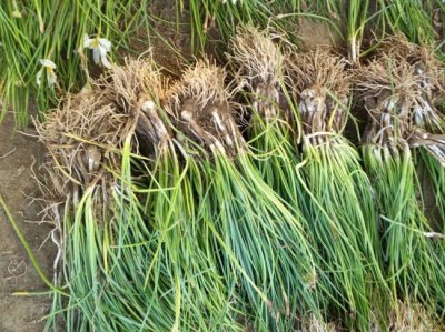 蔥蘭什么時候栽植比較好？