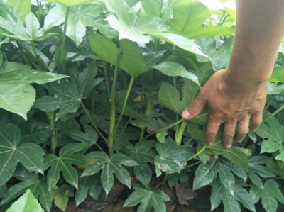 八角金盤什么時候栽植比較好？