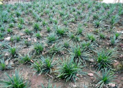 矮麥冬常用的規格有哪些？