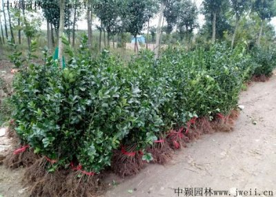冬青什么時候栽植比較好？