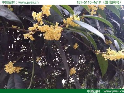 桂花多少錢一棵，哪里有賣的