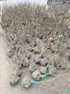 臘梅什么時候栽植比較好？