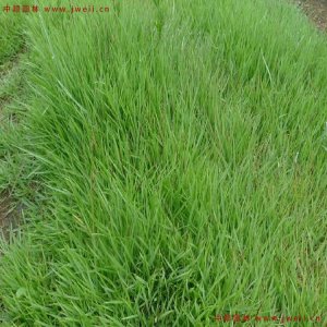 秋季能不能播種結縷草？