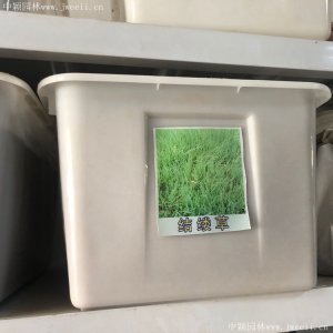 湖南適合種植結縷草嗎？