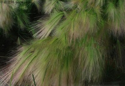 紅色狗尾草種子多少錢一斤？