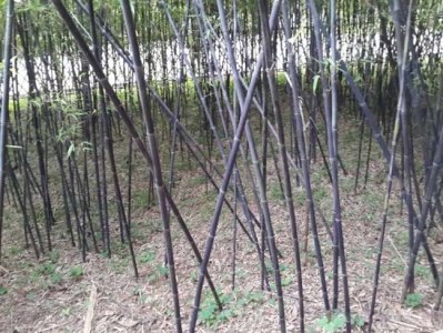 紫玉竹常用的規格有哪些？