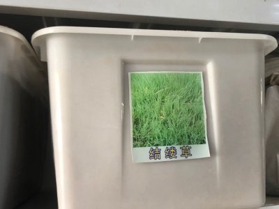 蘭引3號結縷草種子多少錢一斤？