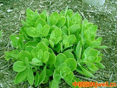 景天什么時候栽植比較好？