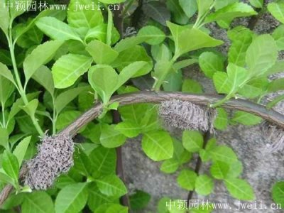扶芳藤什么時間栽植最好？