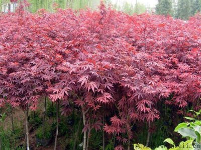 紅楓多少錢一棵，哪里有賣