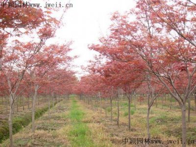 日本紅楓在哪個季節栽植比較好