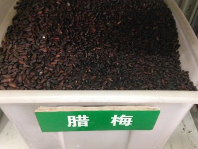 臘梅播種后需要澆水嗎？
