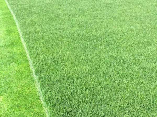 1538026778852881.jpg 多年生黑麥草10.jpg