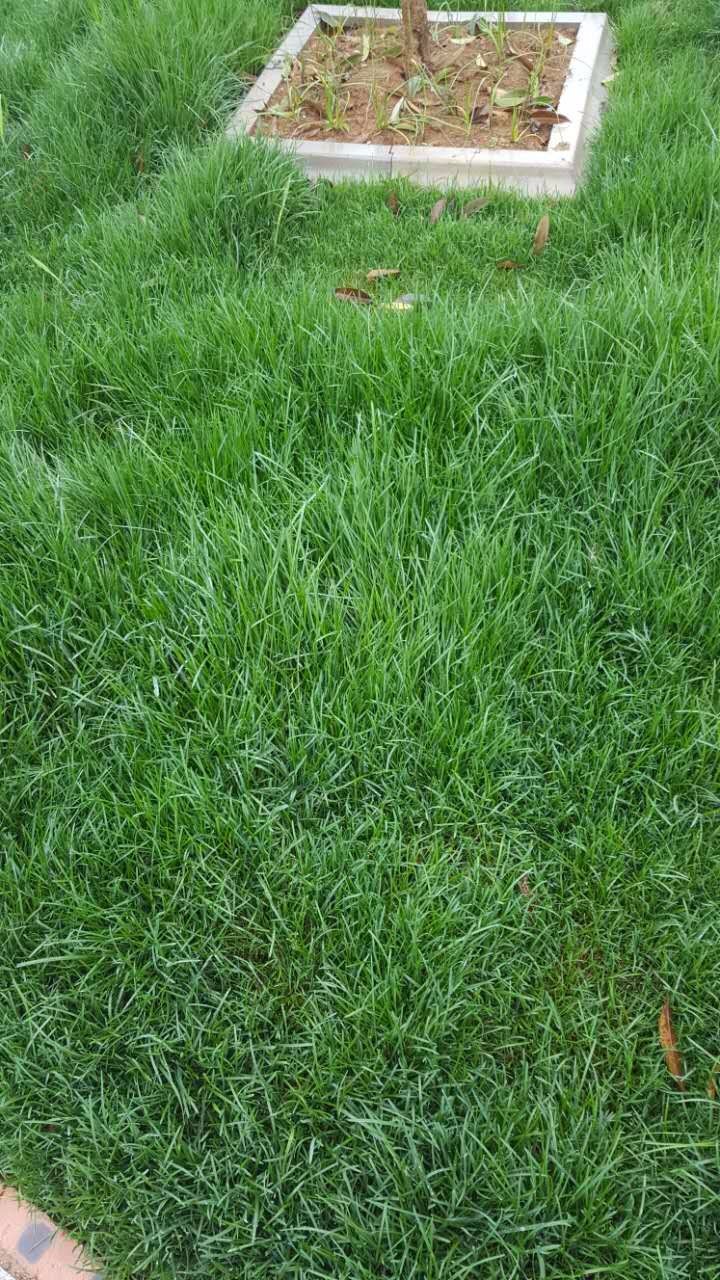 1538183287295135.jpg 草坪2.jpg