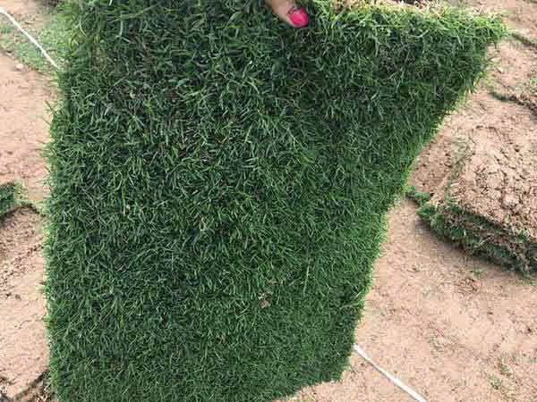 1558419689121894.jpg 果嶺草6.jpg