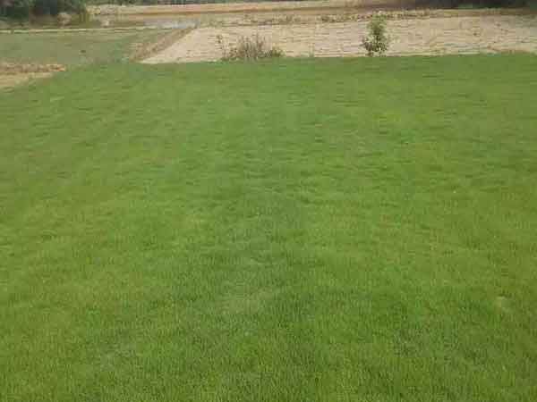 1558419766919516.jpg 果嶺草9.jpg