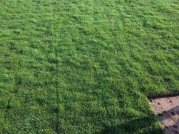 1558419799391054.jpg 果嶺草11.jpg