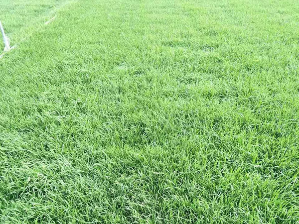 1559021926279948.jpg 早熟禾 (4).jpg