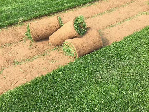 1559021937857169.jpg 早熟禾 (5).jpg