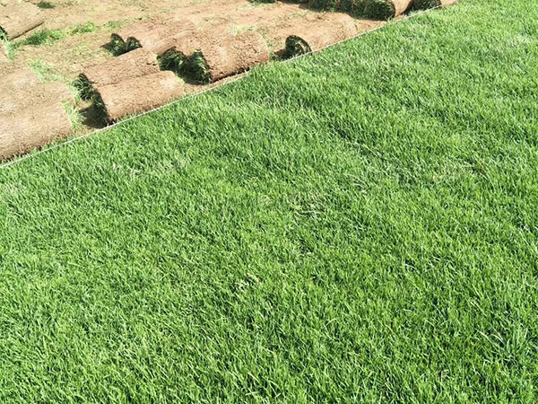 1559021955983107.jpg 早熟禾 (6).jpg