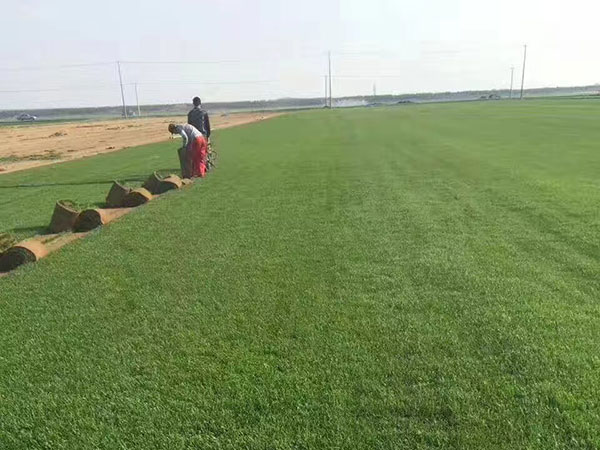 1559021972792808.jpg 早熟禾 (8).jpg