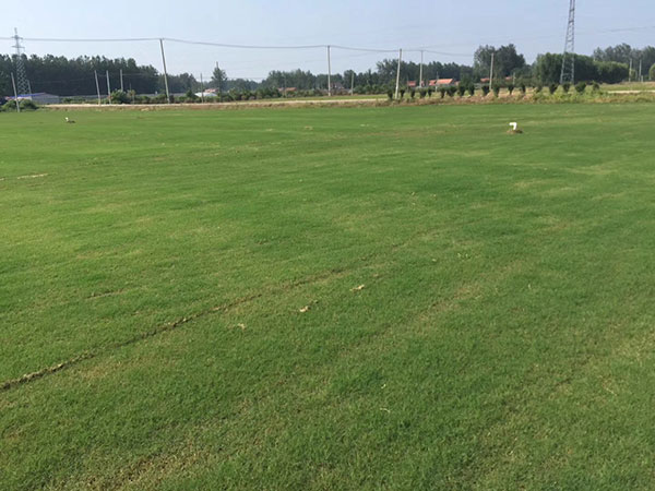 1559021981877914.jpg 早熟禾 (9).jpg