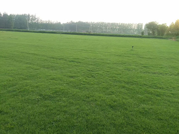 1559021992112368.jpg 早熟禾 (10).jpg