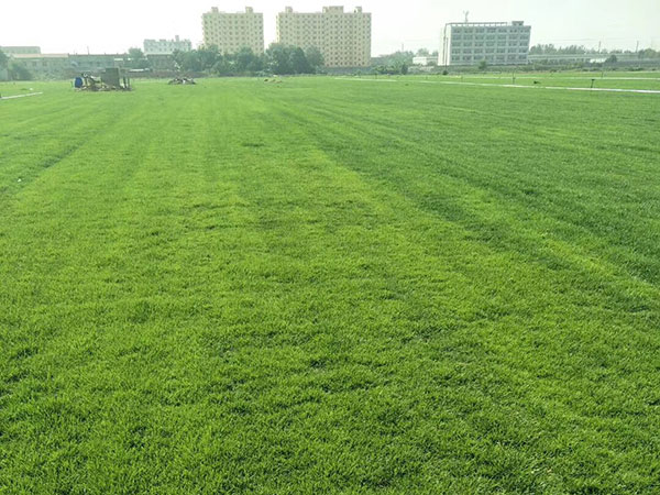 1559022000543694.jpg 早熟禾 (11).jpg