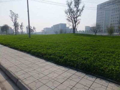 斜坡種什么草籽比較好？