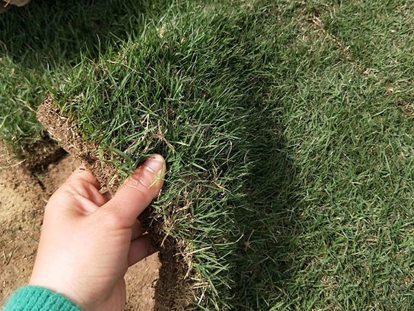 多年生黑麥草 (1).jpg