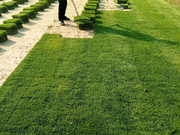 多年生黑麥草 (5).jpg