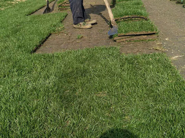 多年生黑麥草 (6).jpg