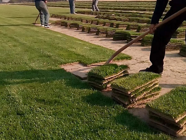 多年生黑麥草 (7).jpg