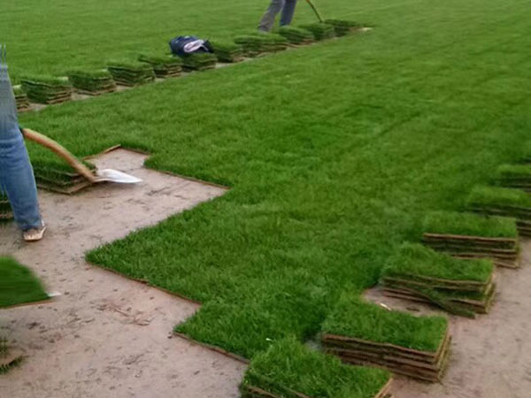 多年生黑麥草 (8).jpg