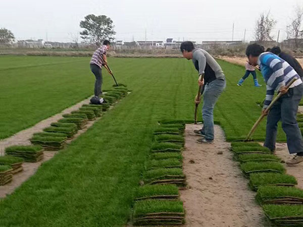 多年生黑麥草 (9).jpg