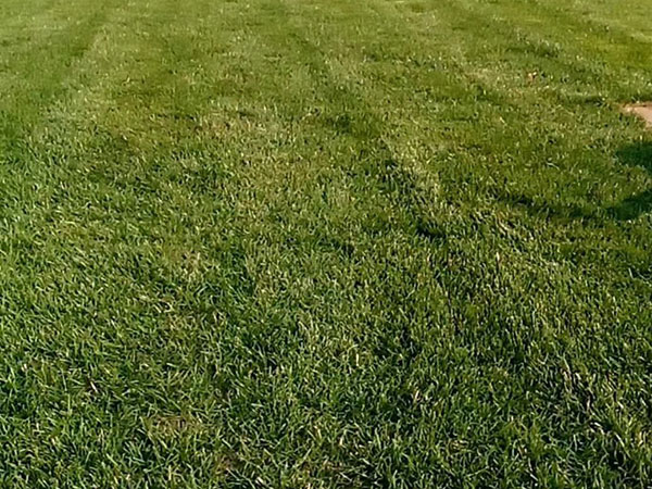 多年生黑麥草 (10).jpg