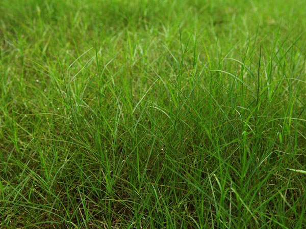 1559782252111568.jpg 百喜草 (3).jpg