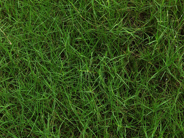 1559795554132391.jpg 百喜草 (2).jpg