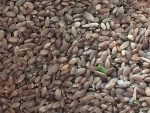 1562835828351195.jpg 百慕大 (3).jpg