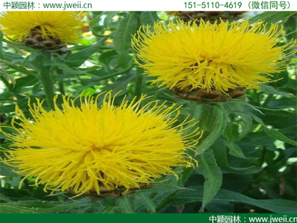 1564038399470853.jpg 矢車菊.jpg