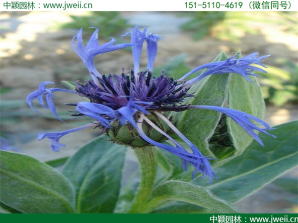 1564038902939819.jpg 矢車菊-(6).jpg