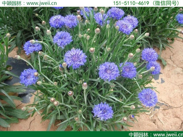 1564038971864244.jpg 矢車菊-(14).jpg